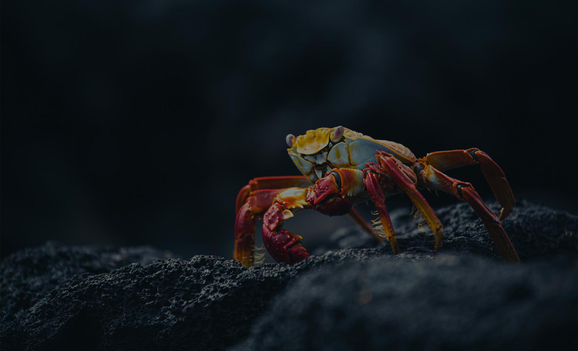 Crab walking on rock CNT Ecuador O3bmPOWER