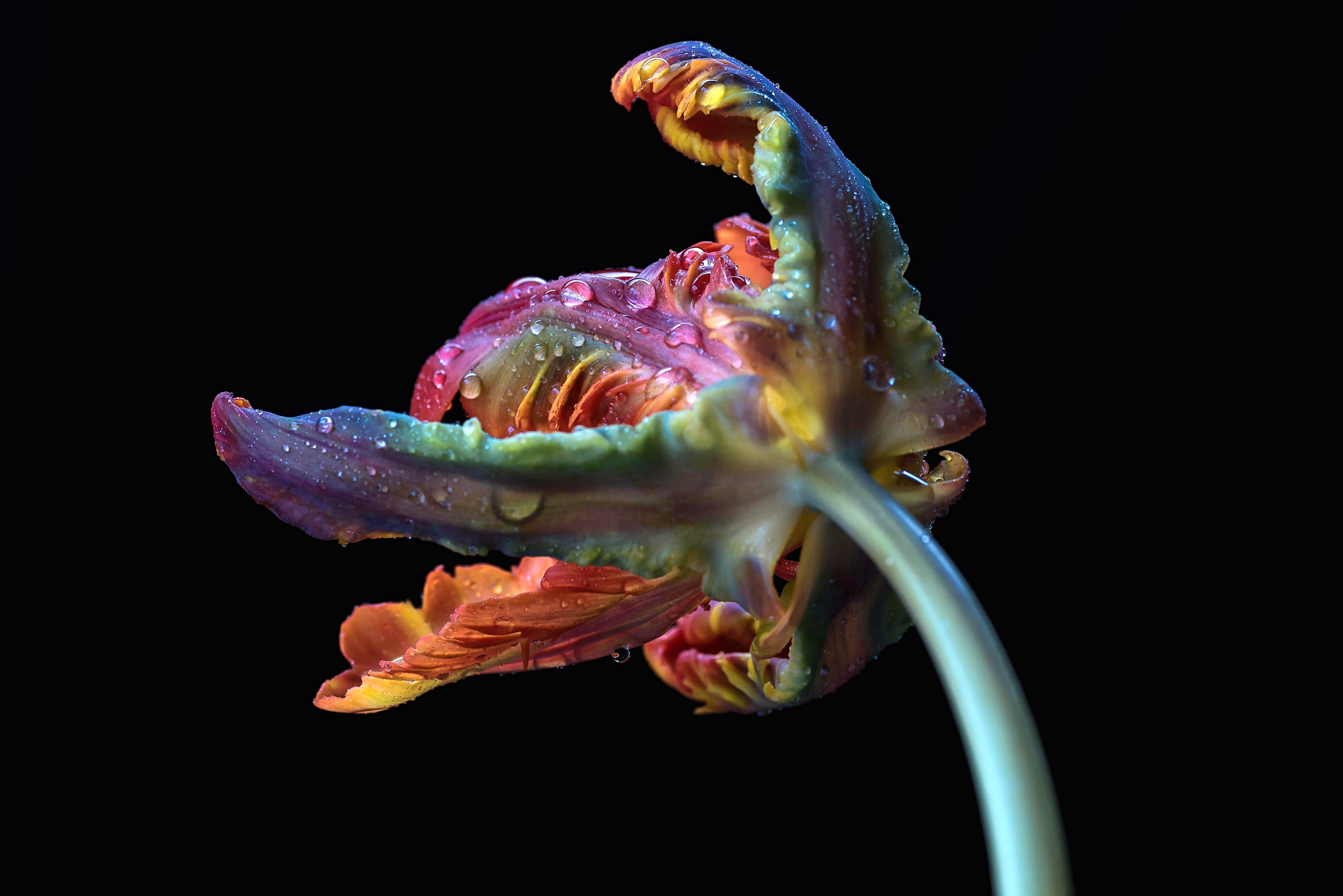 US CABLE OPERATORS CONDUCTING FIRST ULTRA HD TRIALS WITH SES SES