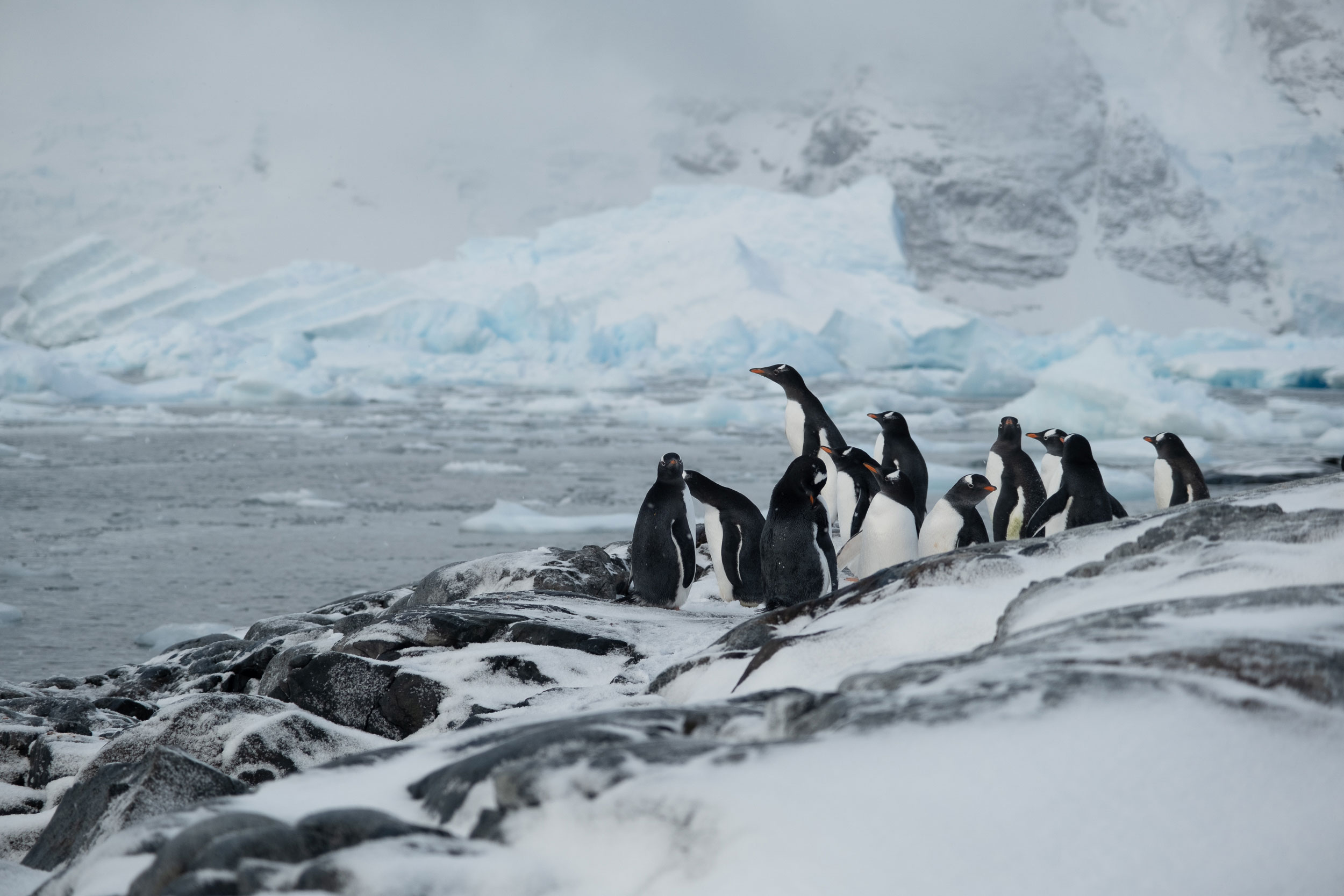 Penguins overlooking a blue glacier