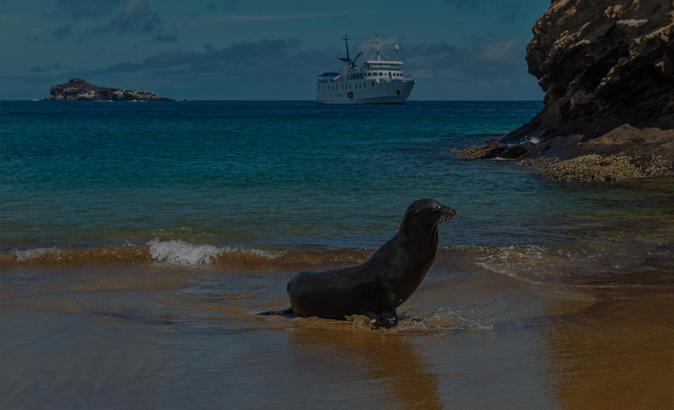 seal on beach CNT Ecuador O3bmPOWER