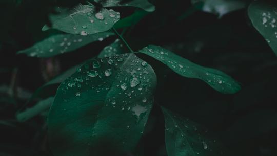 Ultra HD Banner