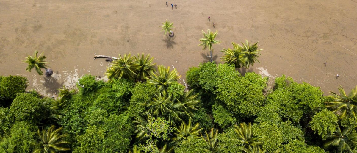 Image of trees on a beach taken from above.