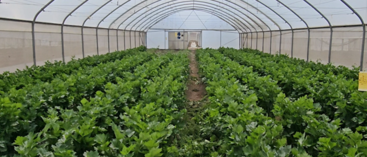 Green crops growing inside a greenhouse tunnel.
