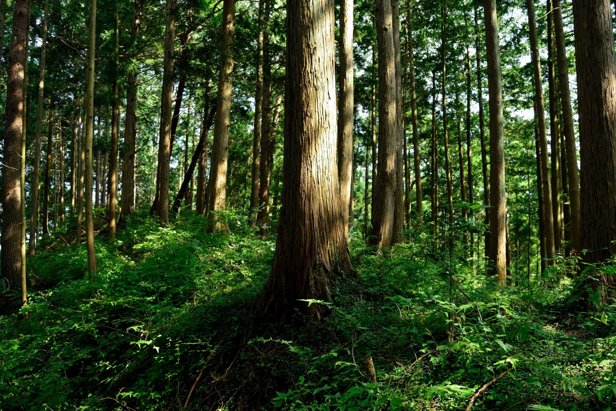 SES_Satellite_Stories_Podcast_Ultra_HD