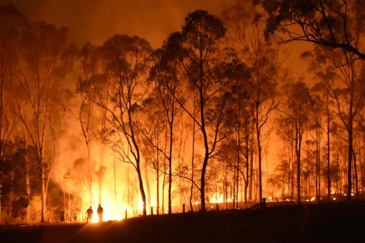 Image of a forest engulfed in a large wildfire at night