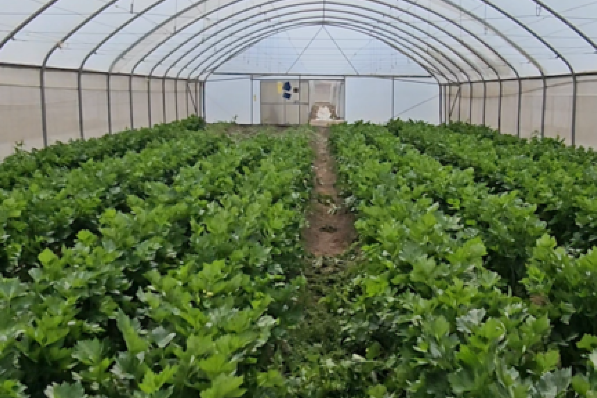 Green crops growing inside a greenhouse tunnel.