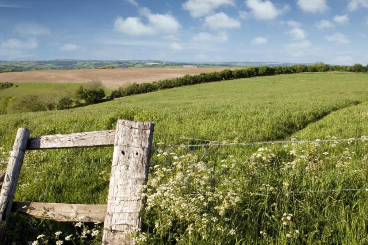 Landscape image of greenery and blue sky