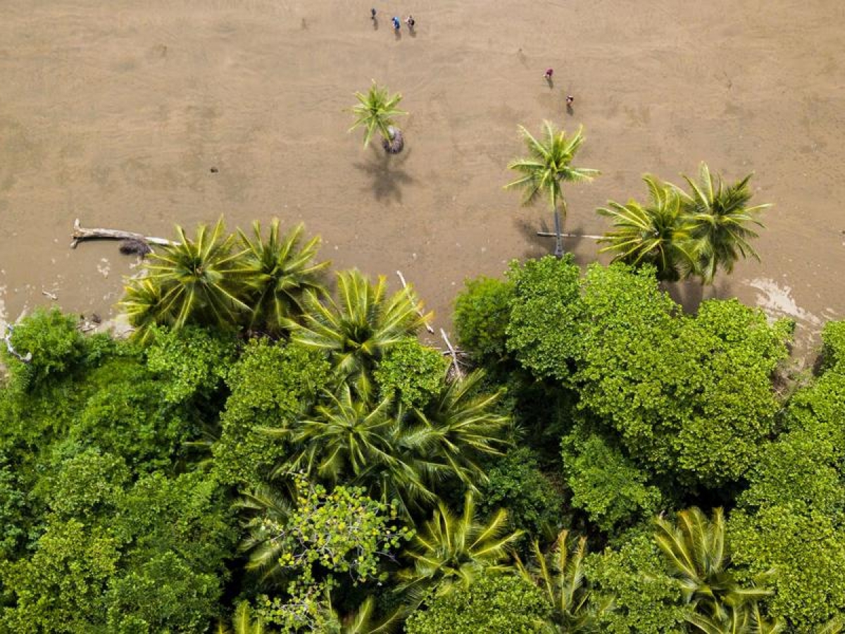 Image of trees on a beach taken from above.