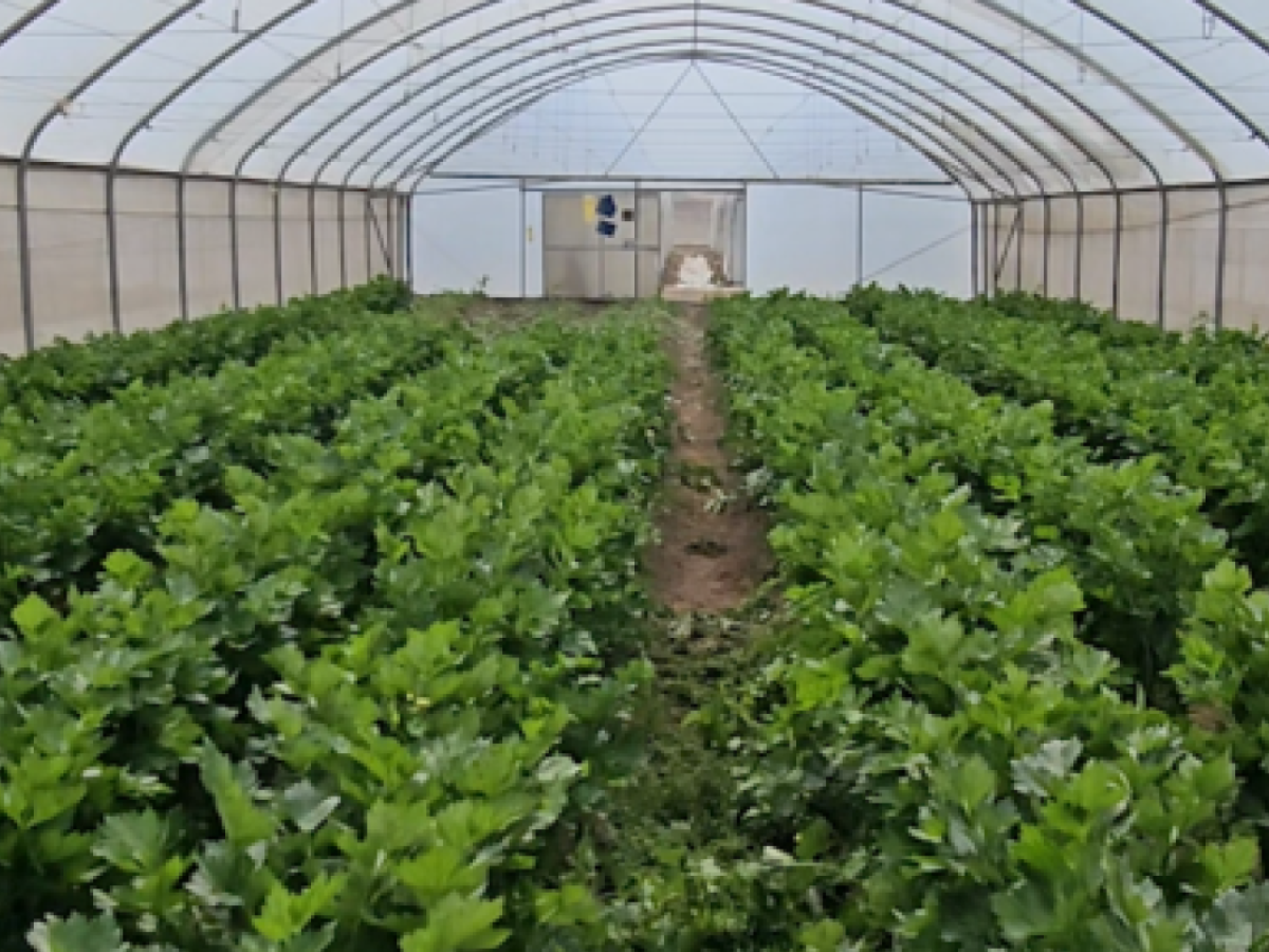 Green crops growing inside a greenhouse tunnel.