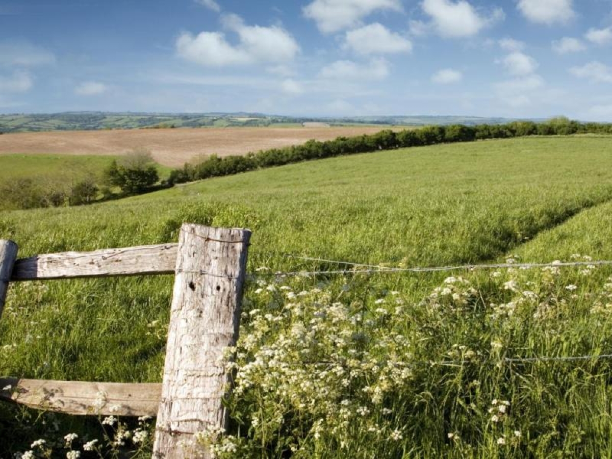 Landscape image of greenery and blue sky