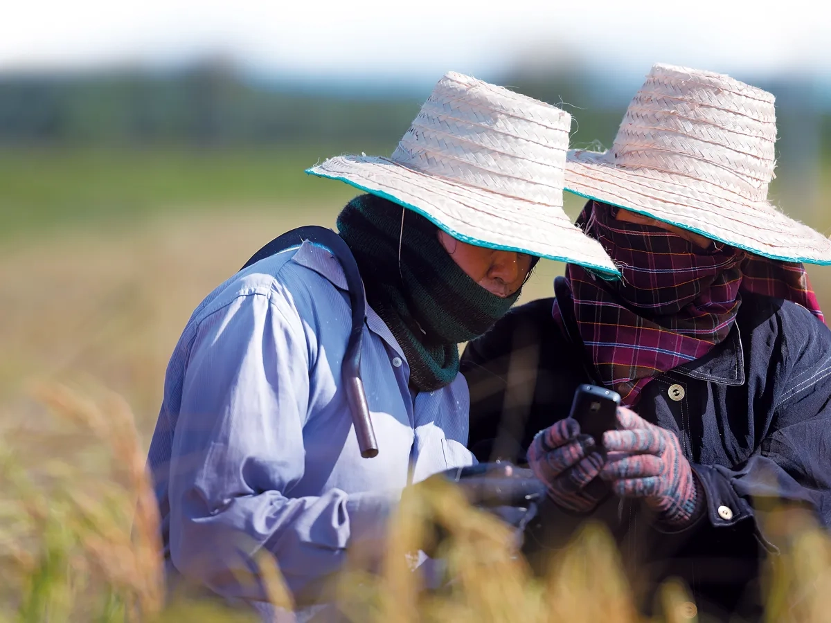 Two people using mobile phone in a rice field